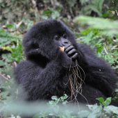  Juvenile Gorilla (Rwanda)